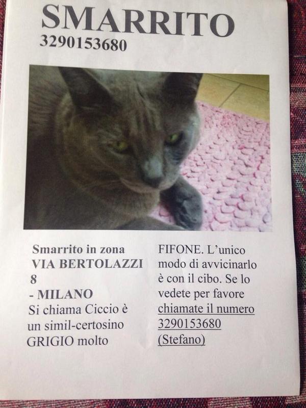 begaia's tweet photo. Qui Milano. Il mio collega @stefanopriolo ha smarrito il gatto. Lo aiutiamo a diffondere questo? http://t.co/HZ25J8Hi35
