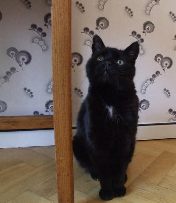 MYSADCAT's tweet image. My cat is sad because he is lost in a reverie about a new religion which promotes love and ends all war forever.