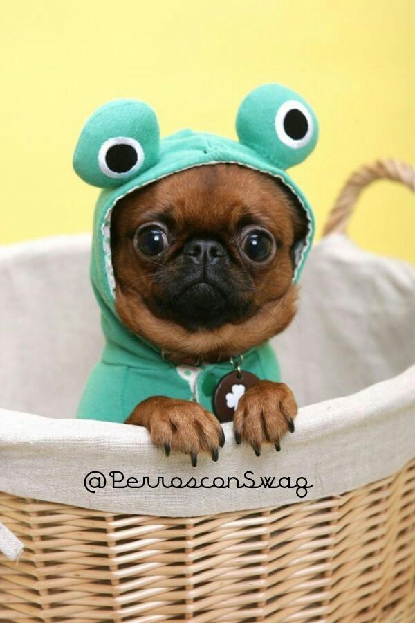 perrosconsuaj's tweet photo. Wjajajajajhaja maldita rana parece un perro con swag 🐸 ✌🐶 http://t.co/eoeyAHCowG