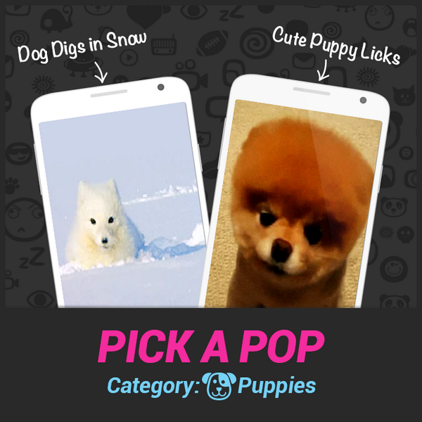 WeArePops's tweet photo. Which #Puppy Pop would you pick? http://t.co/ZeNsITTfYT http://t.co/1sESTPvBzp
