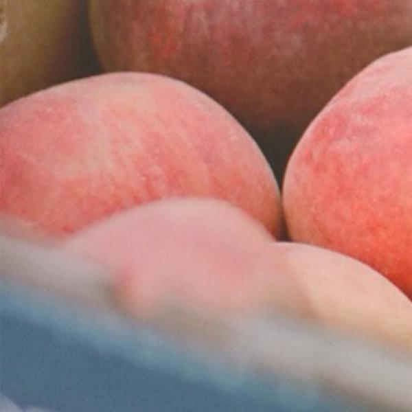 Edleysbbq's tweet photo. Hey Will and Catharine, maybe you shouldn't use BBQ123 as your password... #peachtrucktakeover #peachesrule http://t.co/9WsZ3gX9DG