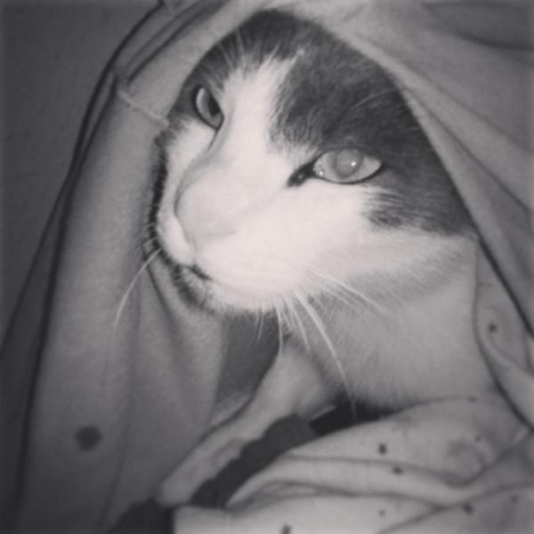 joyfulldeb's tweet image. I love you my little #furbaby you made life so much #fun.