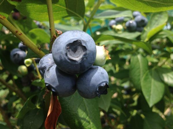 Carlson Orchards tweet media