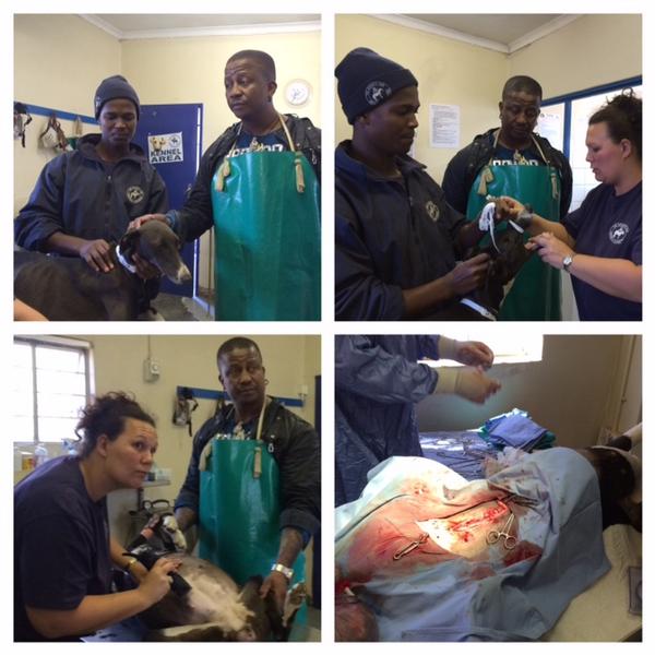DJFreshSA's tweet photo. The #SocietyForAnimalsInDistress spay (for free) between 20 & 30 animals a day. I assisted. #PAforAday http://t.co/8TLplRdilp