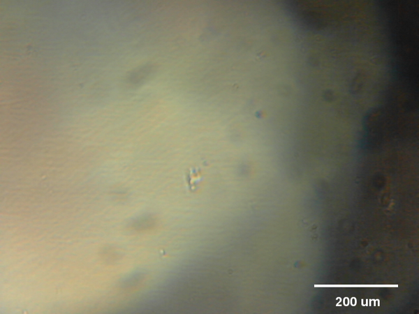 @mleblanclatour 3T3 fibroblasts in cell culture. 11:32 #RPPA #raspberrypi