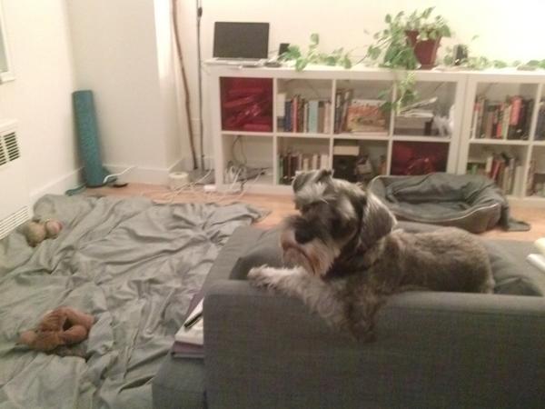 therealkarlbark's tweet photo. At home with Karl Bark. #worldsmostinterestingdog http://t.co/4lqA8lTLOt