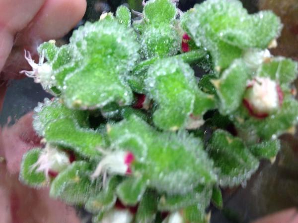Tiny Blinq blossoms on the market this morning <a href="/candcfruit/">Gilgrove Ltd</a>