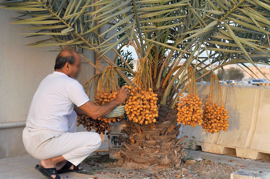 qatarliving's tweet photo. When it's summer in Qatar, we see this all the time. Have you picked dates in Qatar before? http://t.co/02bD3ypxtV