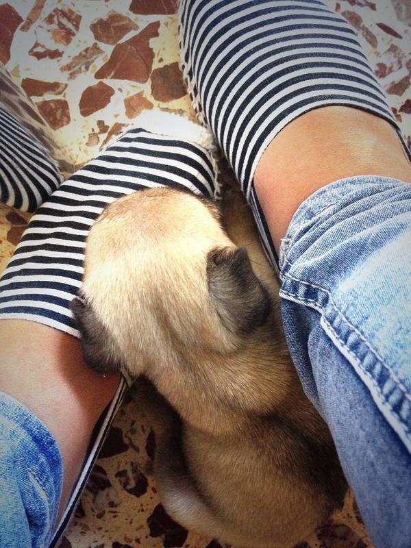FannyVacirca's tweet photo. Ama riposare sulle mie espadrillas..! #Riposo #Relax #Bruno #Carlino #AmoreInfinito #AmorePuro #AmoreMio ❤️🐶 http://t.co/II8trmEpXt