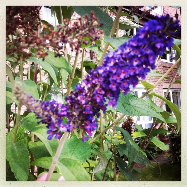 thebramleyowl's tweet photo. Love that you see so many wild flowers in bloom on way to the shops in #bramley #leeds #flowers http://t.co/SSAKv4VjFp