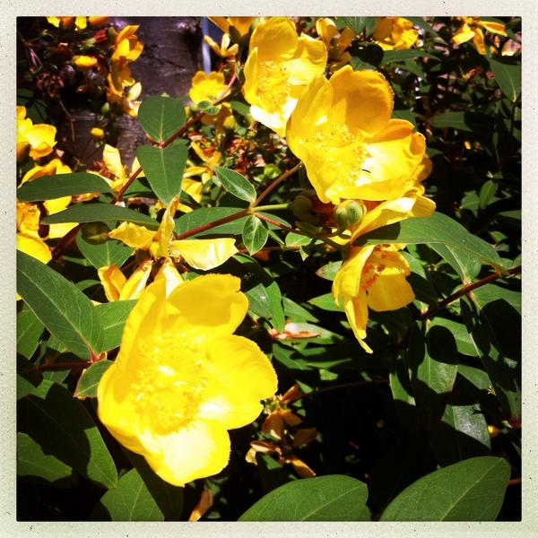 thebramleyowl's tweet photo. Love that you see so many wild flowers in bloom on way to the shops in #bramley #leeds #flowers http://t.co/SSAKv4VjFp