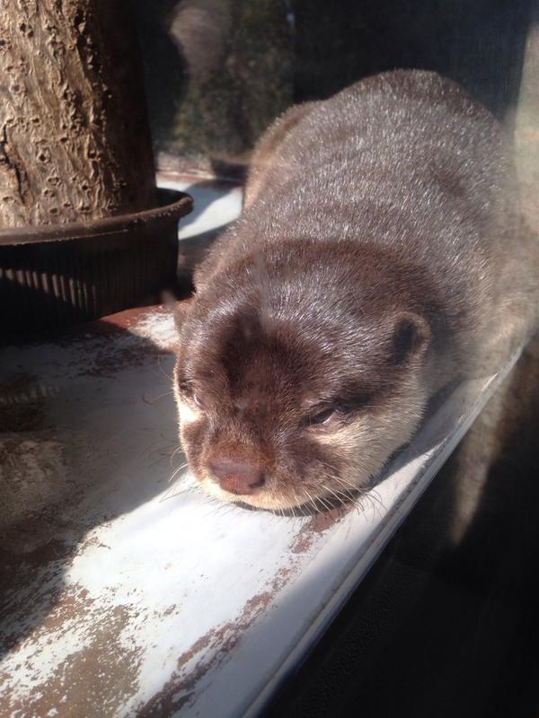 ねむち 鴨川シーワールドに居た かわうそ また 会いに行きたい Http T Co Mwig7o31pb Twitter