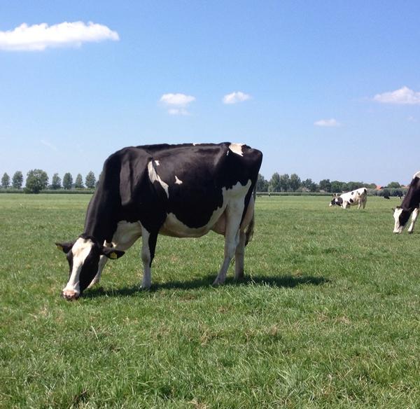 Touring farms in Holland, here is a beautiful EX-92 Cedarwal Spirte daughter at Bons-Holsteins.