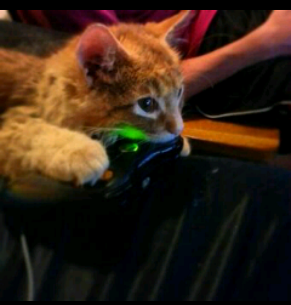 dozer38x's tweet photo. @KYR_SP33DY @JahovasWitniss @LEGIQN @NobodyEpic All I've ever wanted is for one of you guys to Juan v Juan my cat. http://t.co/M1R1qhZp6D