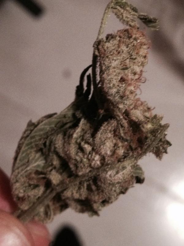 Maria Juana tweet media