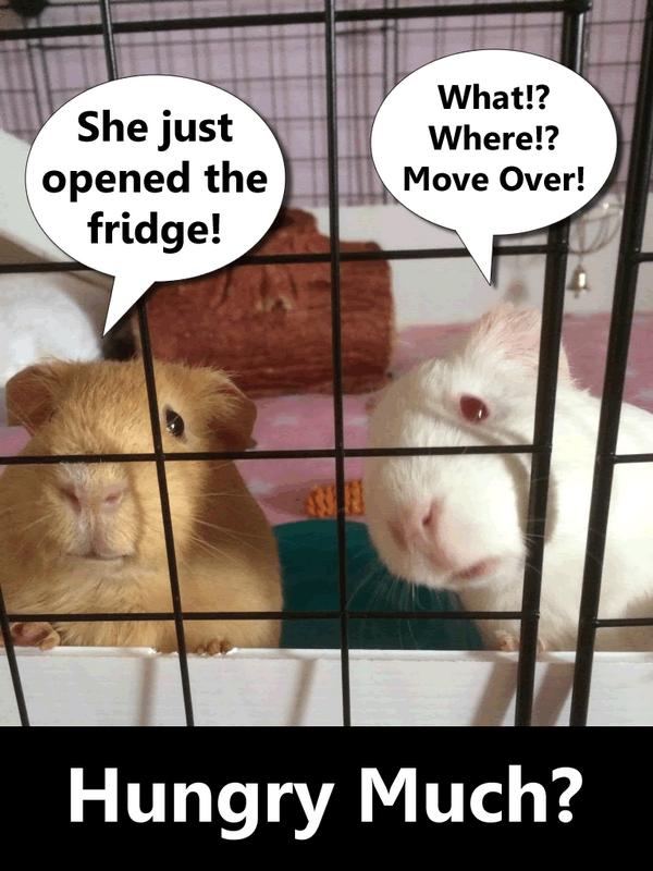 thepiggyhub's tweet photo. HUNGRY MUCH! :) #guineapigs #veggiesplease
Thank you Lisa: http://t.co/eXfuW7iJ9B http://t.co/o4VLDie6iH