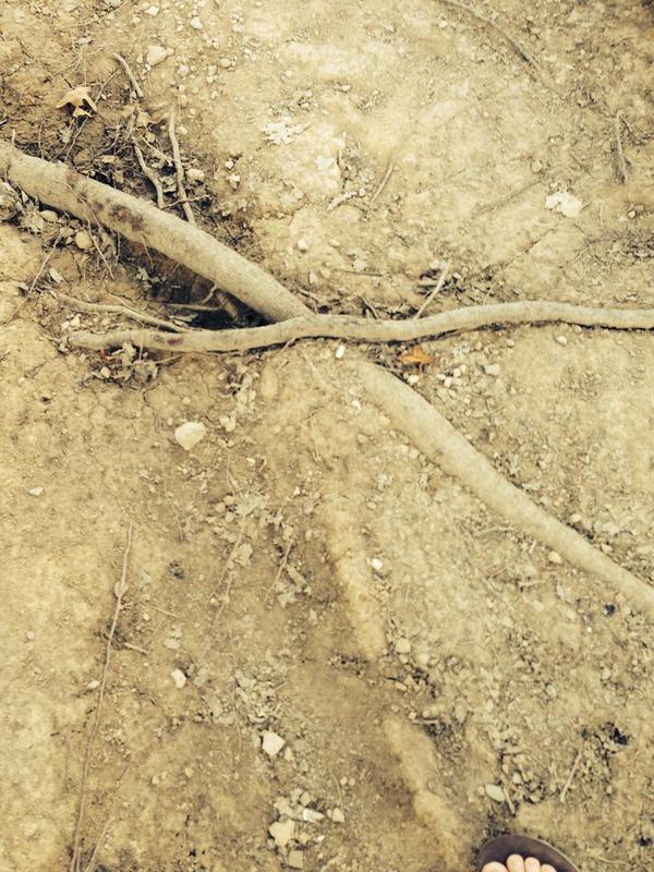 MatthewTinnon's tweet photo. @Diamondbackbike this is what broke my masons front wheel--guess ima shredder whocharges with too much aggressiveness http://t.co/8uTHxpMIN4
