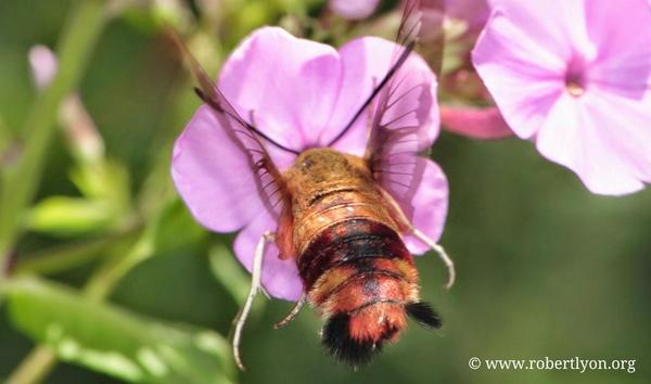 1877mph's tweet photo. #Hummingbird Hawk Moth.  Snapped with my #Canon 50D and 100mm 2.8L #macro lens. http://t.co/3wTUSfda8l