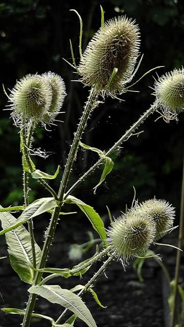 DHarazny's tweet image. @MeadowInGarden @_BTO Goldfinches are gonna have a good feed once the seeds are ripe #wildseeds