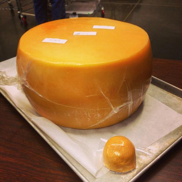 CheeseSociety's tweet photo. Cheeses of all sizes are coming in to be judged next week. We look forward to seeing yours! #cheesesociety14 http://t.co/I09ag6BiKc
