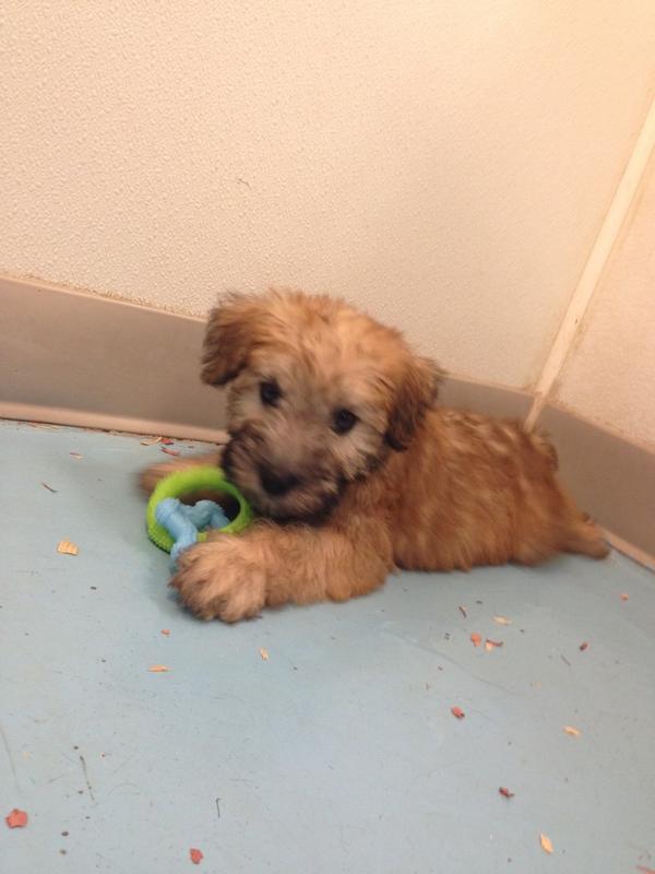 tommyrapp7's tweet photo. Everyone say hi to the newest Rapp #puppy http://t.co/Mcj1hL3klU