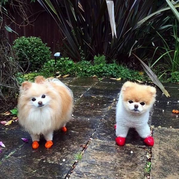 goaforest's tweet image. Some dogs in tiny wellies. &amp;lt;3