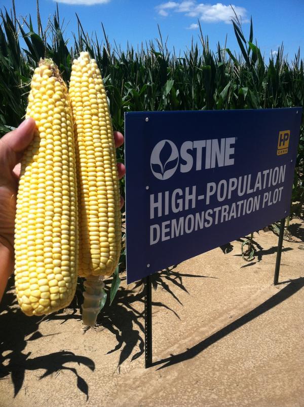 StineSeed's tweet photo. 9739VT3Pro at 60,000 plants per acre in western Tennessee! http://t.co/G5JuD0lK7b