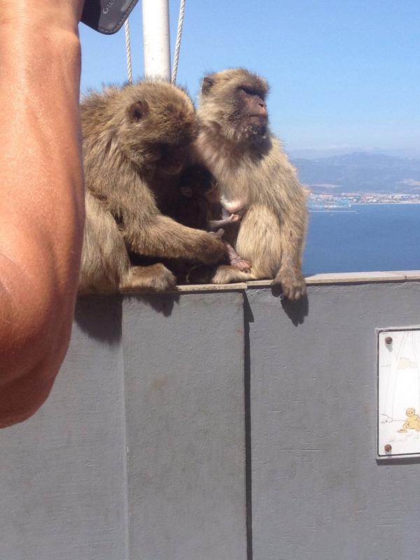 BecherLine's tweet image. Gibraltar