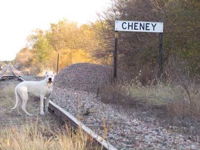 miskodogo's tweet photo. This is Luce or "Ell-Che" as a pup, and he is one of our sire's and from las pampas kennels. #miskodogo http://t.co/CXI6opoAUU