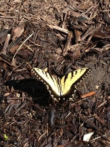 colemanbb's tweet photo. Day filled with little gifts from God.  First a doe and her fawn grazing by our pond and now this! http://t.co/aKaKQ71EOp