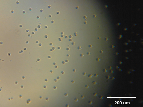 @mleblanclatour 3T3 fibroblasts in cell culture. Focus up 21:16 #RPPA #raspberrypi