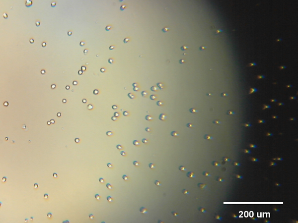 @mleblanclatour 3T3 fibroblasts in cell culture. 17:21 #RPPA #raspberrypi