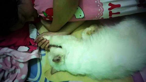 S_012_'s tweet image. @ForKucing terlelap pun tetap bersama~