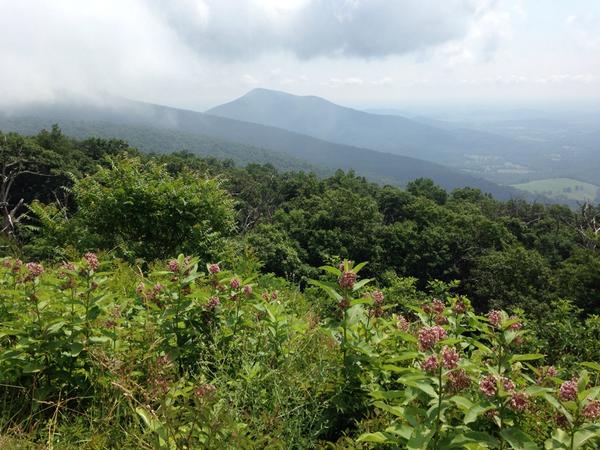 mrmartella's tweet image. The highest point along Skyline Drive on the Blue Ridge Mts. in VA was around 3700 ft. #Imgoingback #nationalparks