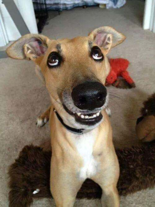ForteMariettta's tweet photo. Da #RT y seguí a mis últimos seguidores #ganaseguidores unite #teamfollobwack #teamfollowdog #doglover #dogfriendly http://t.co/n47LiAwg1F