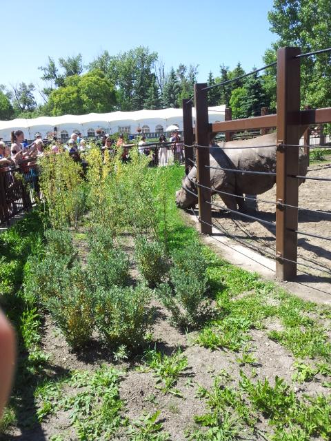 CurrentlyYYC's tweet image. Calgary Zoo rhino. The grass is always greener on the other side...