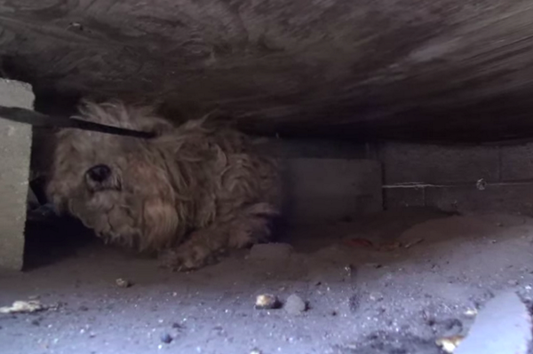 viraligo's tweet photo. Ölen sahibini bir yıl boyunca evin önünde bekleyen sevimli köpek Woody'nin hikayesi   

→ http://t.co/kikWYqCOhM http://t.co/mpP0dRrAt3