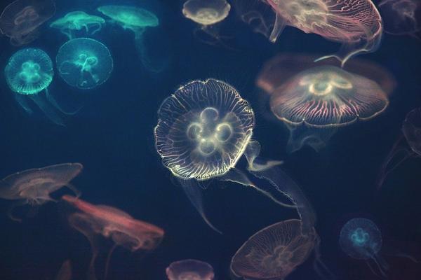 artfinderlatest's tweet photo. Moon Jellyfish by @NadiaAttura #photography #art http://t.co/lPgEo2rTGW @artfinder http://t.co/x0Mw4JbPV7