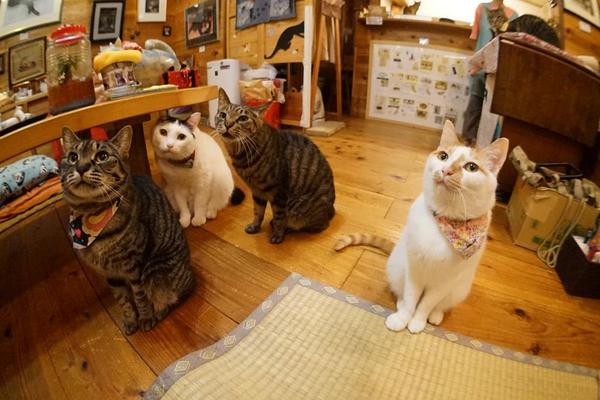 ねこたろう 保護猫写真家 בטוויטר にゃ んにゃ みゃ うにゃ ラッキーフィールド 元住吉 猫カフェ 里親 Http T Co Qmniq0fpp5
