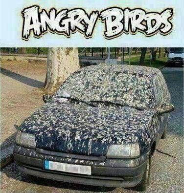 Angry Birds im echten Leben.