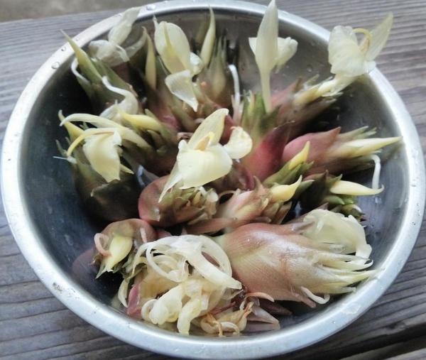 早生ミョウガ 茗荷 植物 苗木 山野草 生産販売 通販 リスト