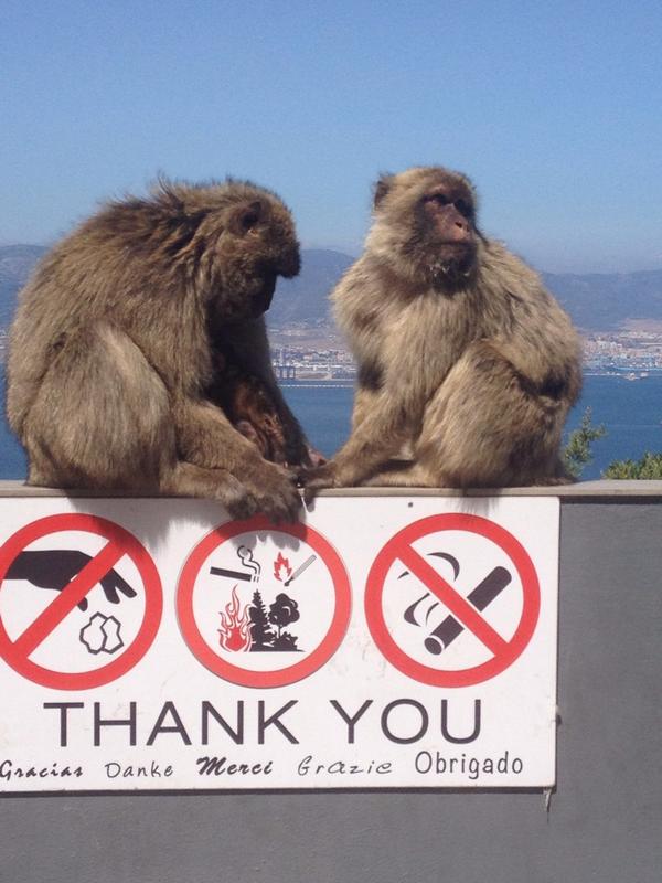BecherLine's tweet image. Apes in Gibraltar
