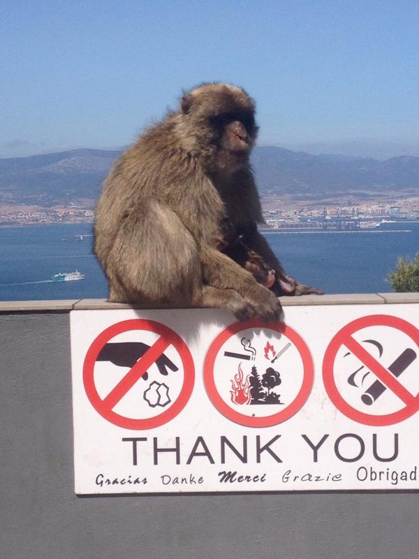 BecherLine's tweet image. Apes in Gibraltar