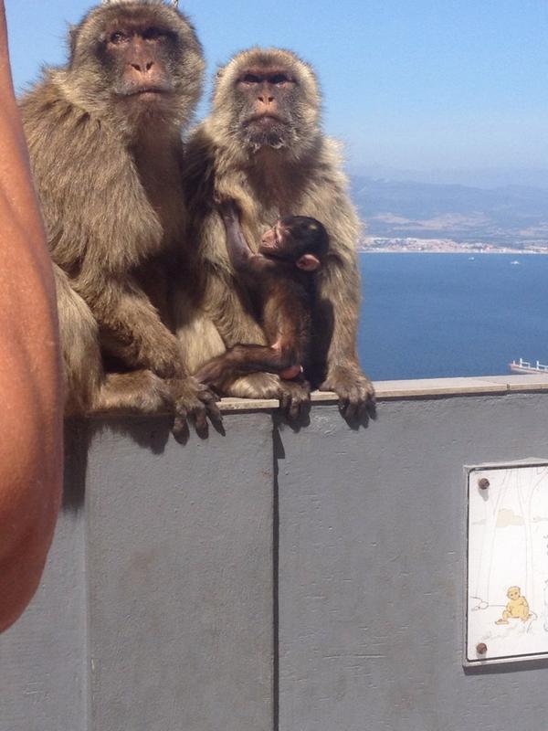 BecherLine's tweet image. Apes in Gibraltar