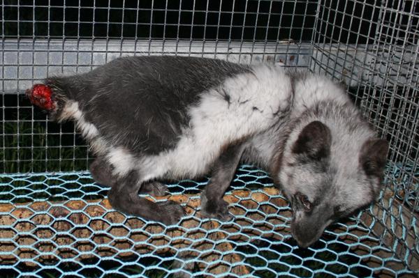 peteswildlife's tweet photo. Sign &amp; rt pls: Demand an end to fur farming in #Finland! http://t.co/xVriYpTkVd  #NoFur #FurFreeFriday #suomi #EU http://t.co/L0WizaXJuO