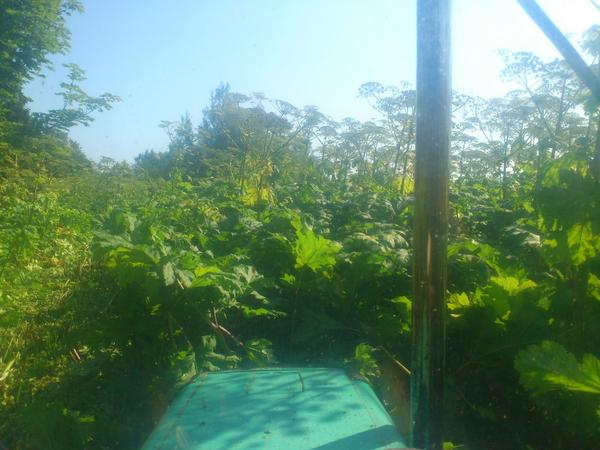 SimpleGiGis's tweet image. Iekopjam mauriņu;D