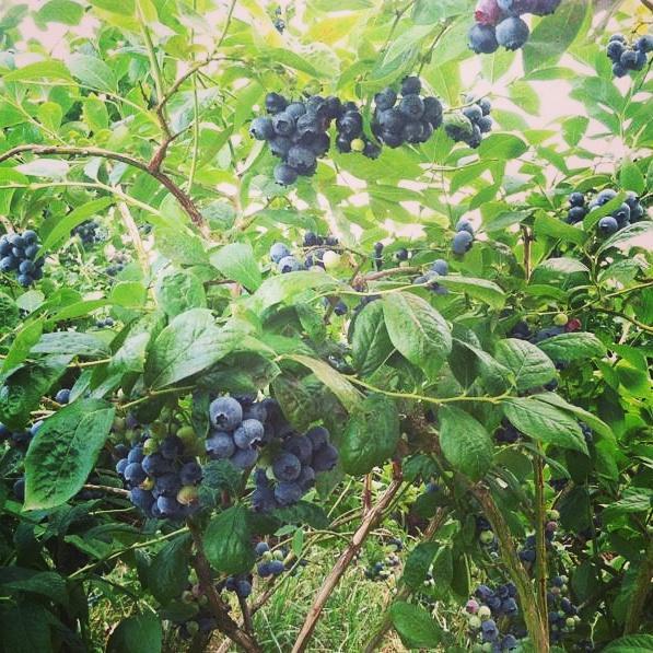 fordycefarm's tweet photo. Make a #Weekend of it &amp; #U-Pick #Berry it! #BerryFix #U-Pick #Blueberry #pink and #red #currants #readyforyou to pick http://t.co/ccVbaTzJcF