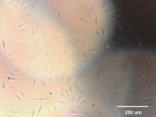 @mleblanclatour 3T3 fibroblasts in cell culture. 12:40 #RPPA #raspberrypi