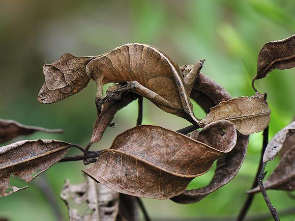 WIRED's tweet photo. Here's an unbelievable thing that actually exists in the world: The satanic leaf-tailed gecko http://t.co/CXxeA02Dud http://t.co/zuIgNVsgd2
