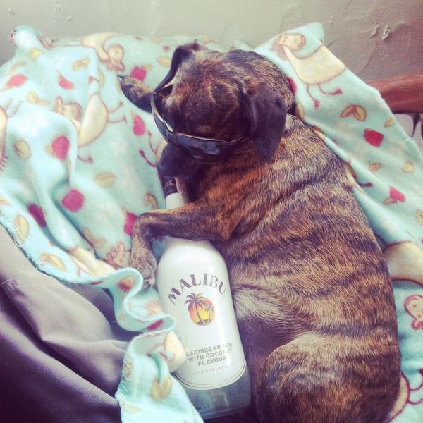 FindlayBenjamin's tweet image. All day,all night baby..